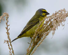 Yellow-fronted Canary