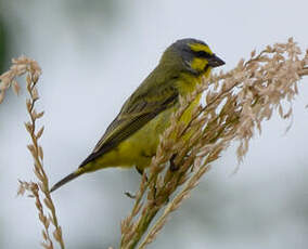 Serin du Mozambique