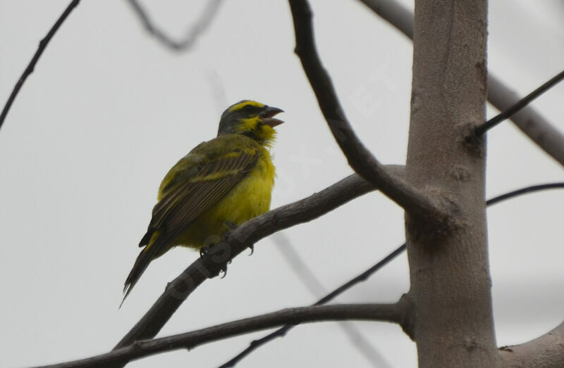Yellow-fronted Canaryadult