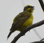 Yellow-fronted Canary