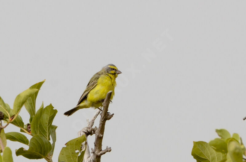 Yellow-fronted Canaryadult, identification