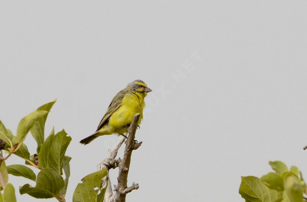 Serin du Mozambiqueadulte, identification