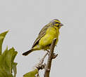 Serin du Mozambique