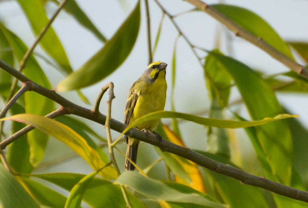 Serin du Mozambiqueadulte nuptial, identification, composition