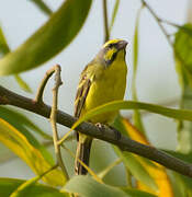 Yellow-fronted Canary