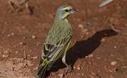 Serin du Mozambique