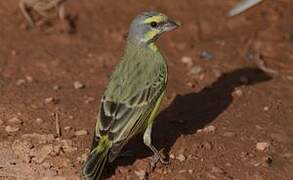 Yellow-fronted Canary