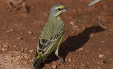 Serin du Mozambique