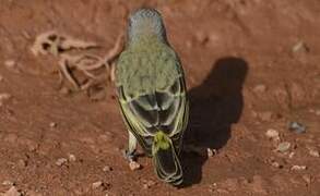 Yellow-fronted Canary