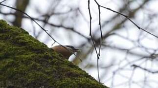 Eurasian Nuthatch