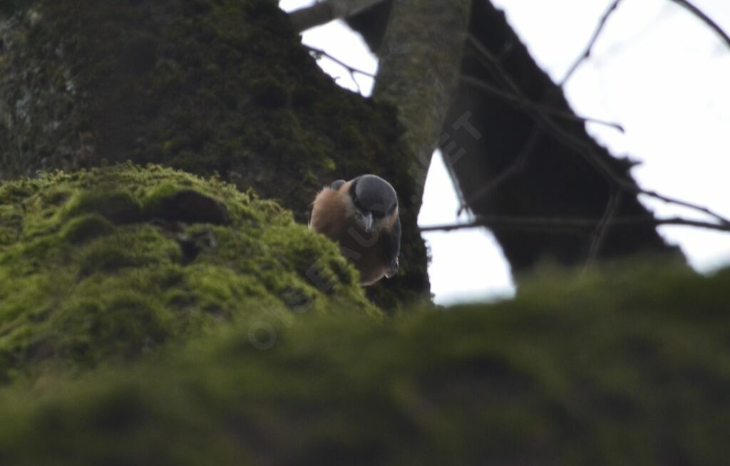 Eurasian Nuthatchadult