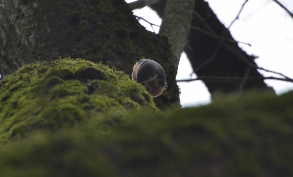 Eurasian Nuthatchadult