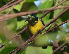 Collared Sunbird