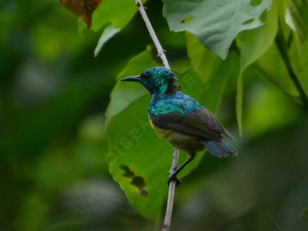 Collared Sunbird male adult