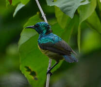 Collared Sunbird