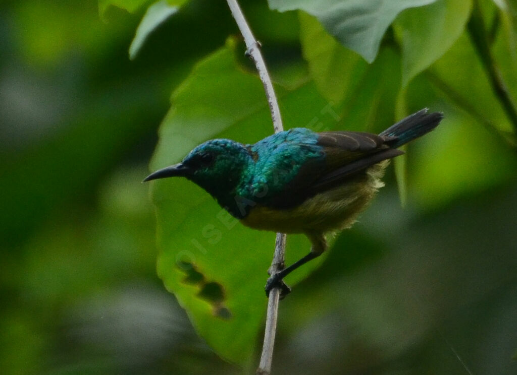 Collared Sunbird male adult