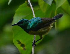 Collared Sunbird