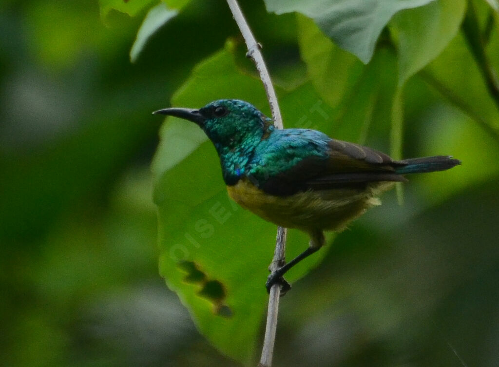 Collared Sunbird