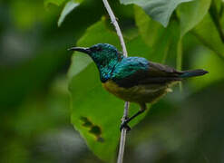 Collared Sunbird