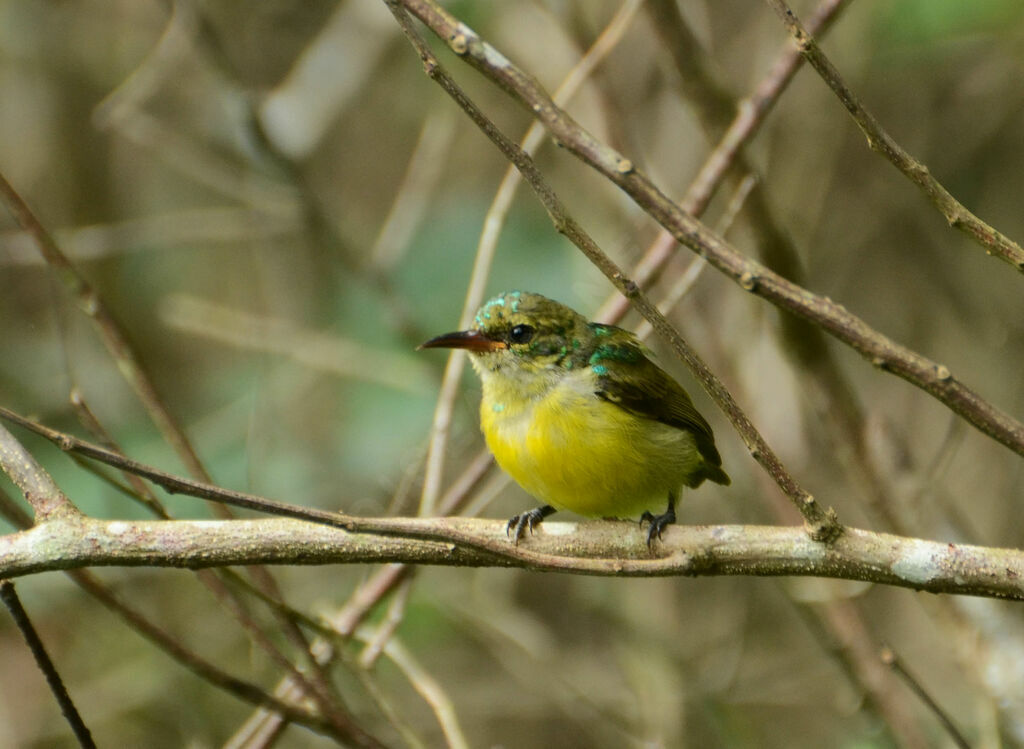 Collared Sunbirdjuvenile