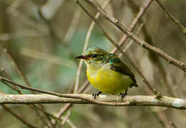 Collared Sunbird