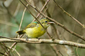 Collared Sunbird