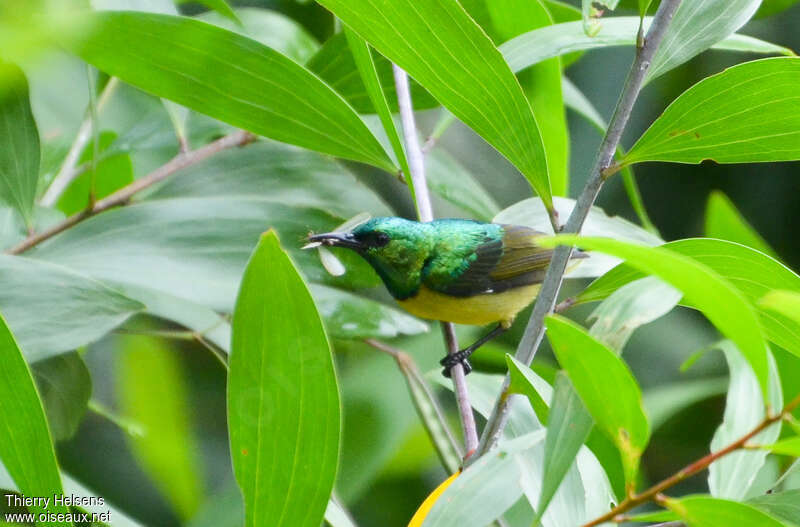 Collared Sunbird male adult, feeding habits