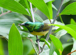 Collared Sunbird