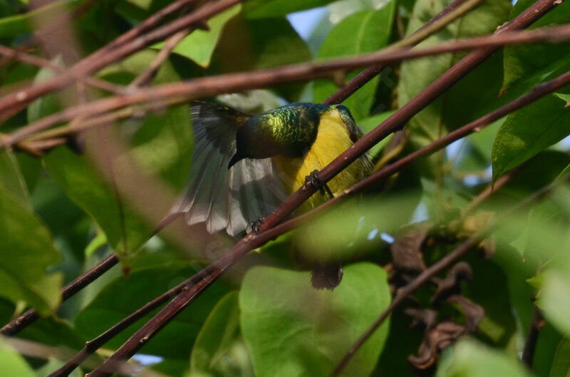Collared Sunbird male adult, Behaviour