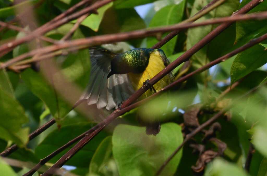 Collared Sunbird male adult, Behaviour