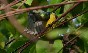 Collared Sunbird