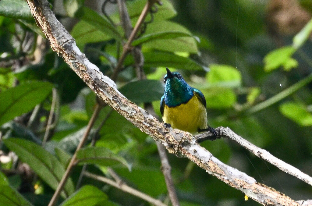 Collared Sunbirdadult, identification