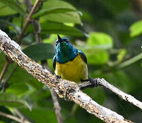 Collared Sunbird