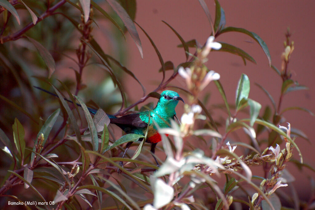 Beautiful Sunbird male adult