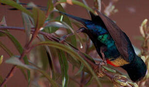 Beautiful Sunbird