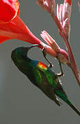 Beautiful Sunbird