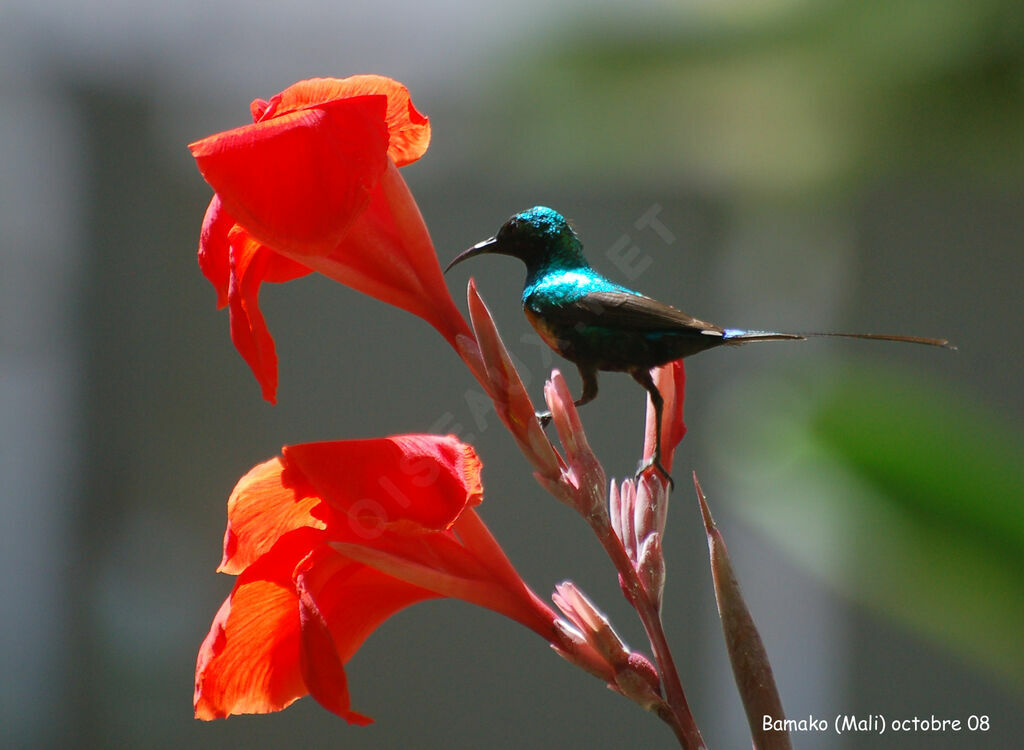 Beautiful Sunbird male adult