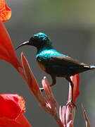 Beautiful Sunbird