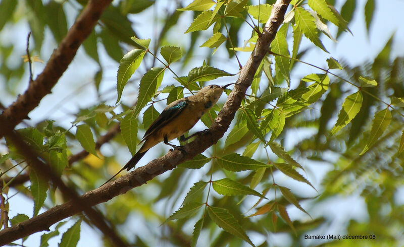 Beautiful Sunbird male adult post breeding