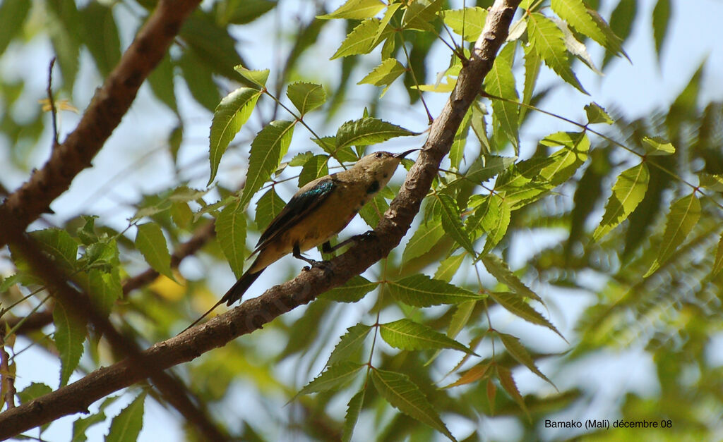 Beautiful Sunbird male adult post breeding