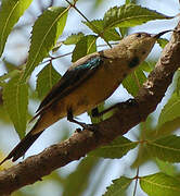 Beautiful Sunbird