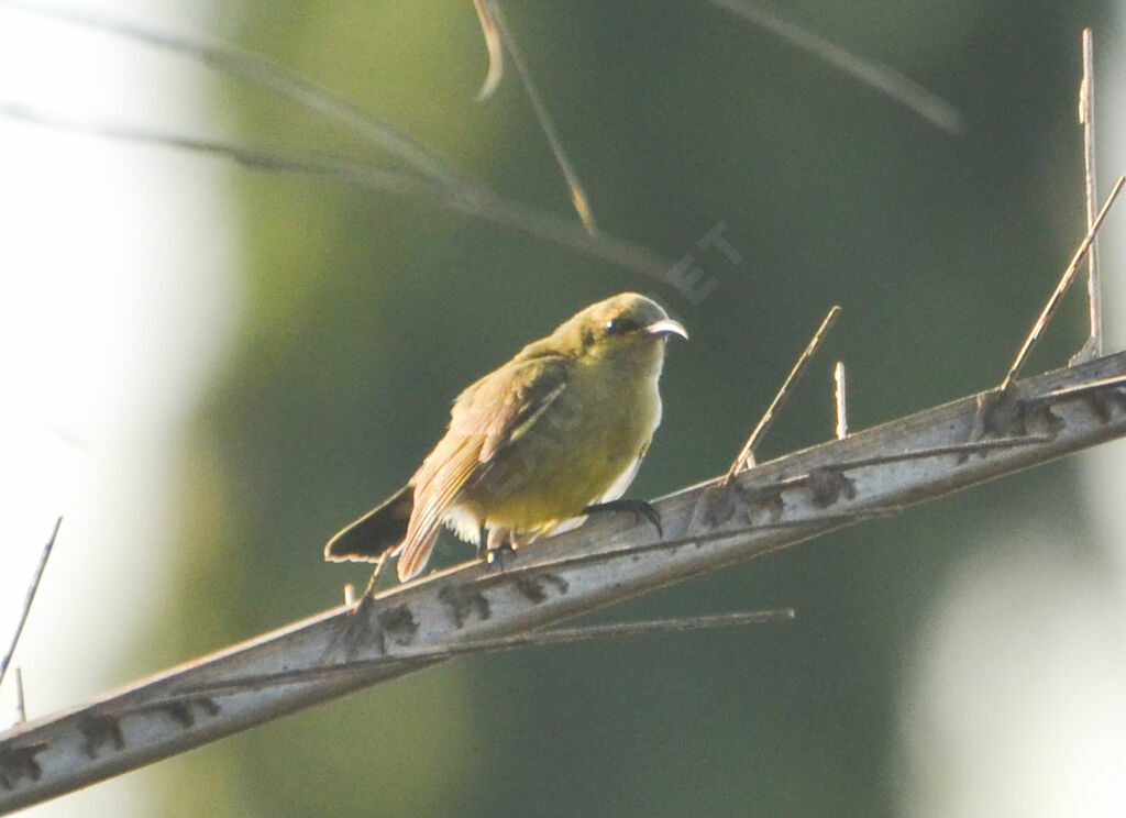 Beautiful Sunbirdjuvenile