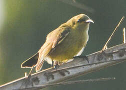 Beautiful Sunbird