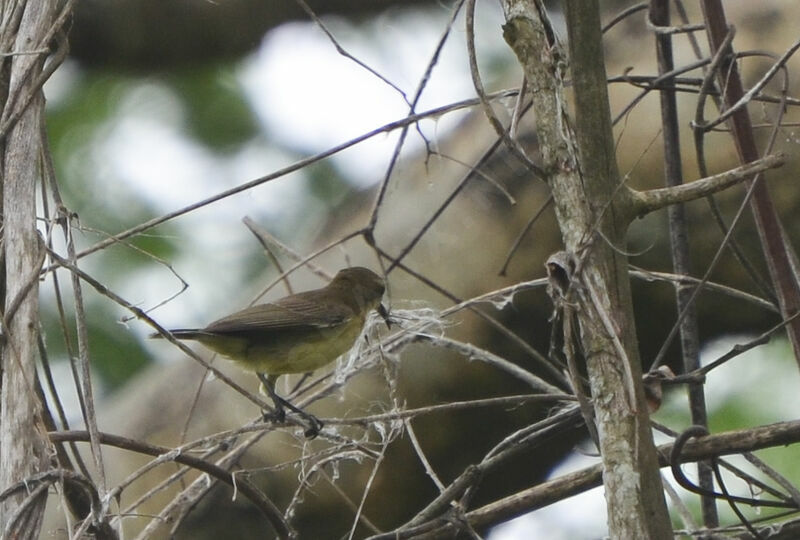 Beautiful Sunbird female adult, Reproduction-nesting