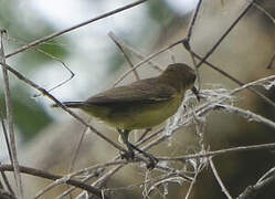 Beautiful Sunbird