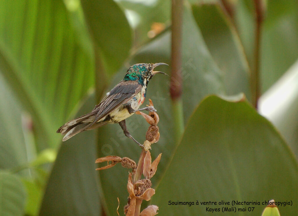 Beautiful Sunbird