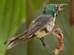 Beautiful Sunbird