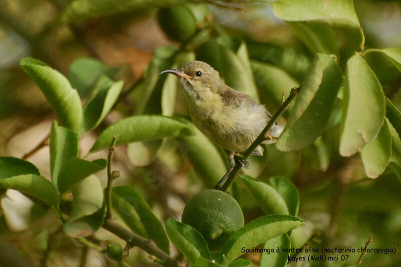 Beautiful Sunbird female adult
