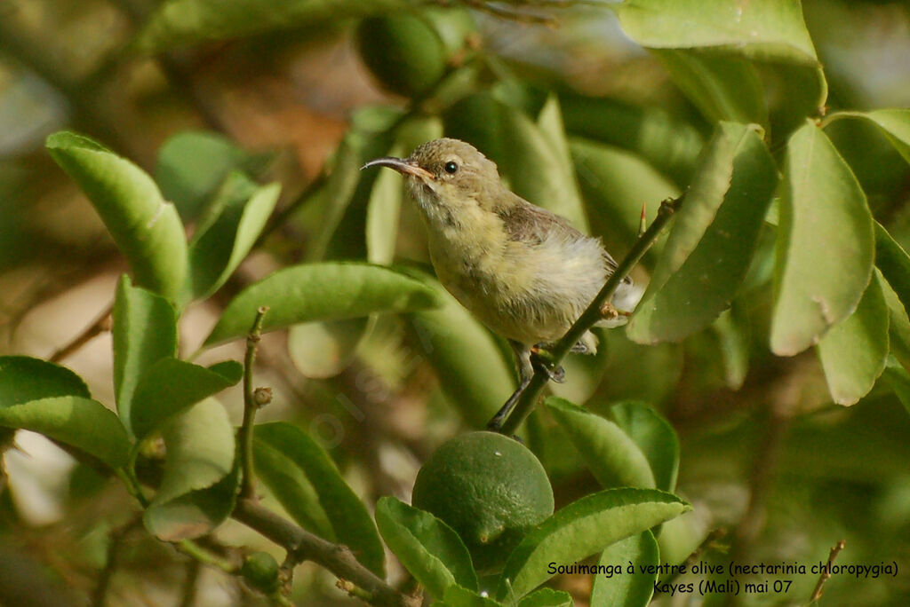 Beautiful Sunbird female adult