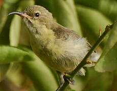 Beautiful Sunbird